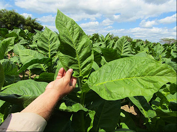 Pinar del Rió's San Juan y Martinez growing region Pinar del Rió's San Juan y Martinez growing region